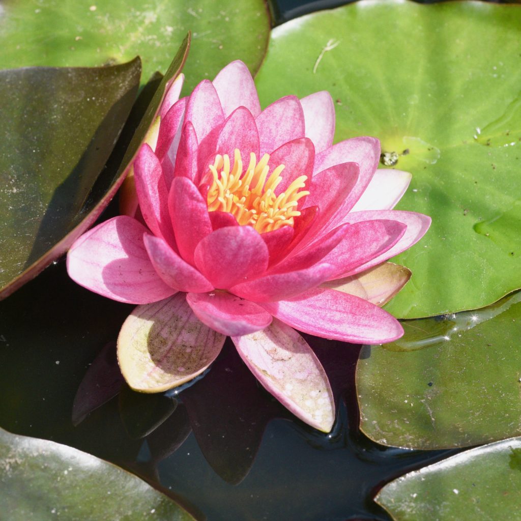 Fleur de nénuphar