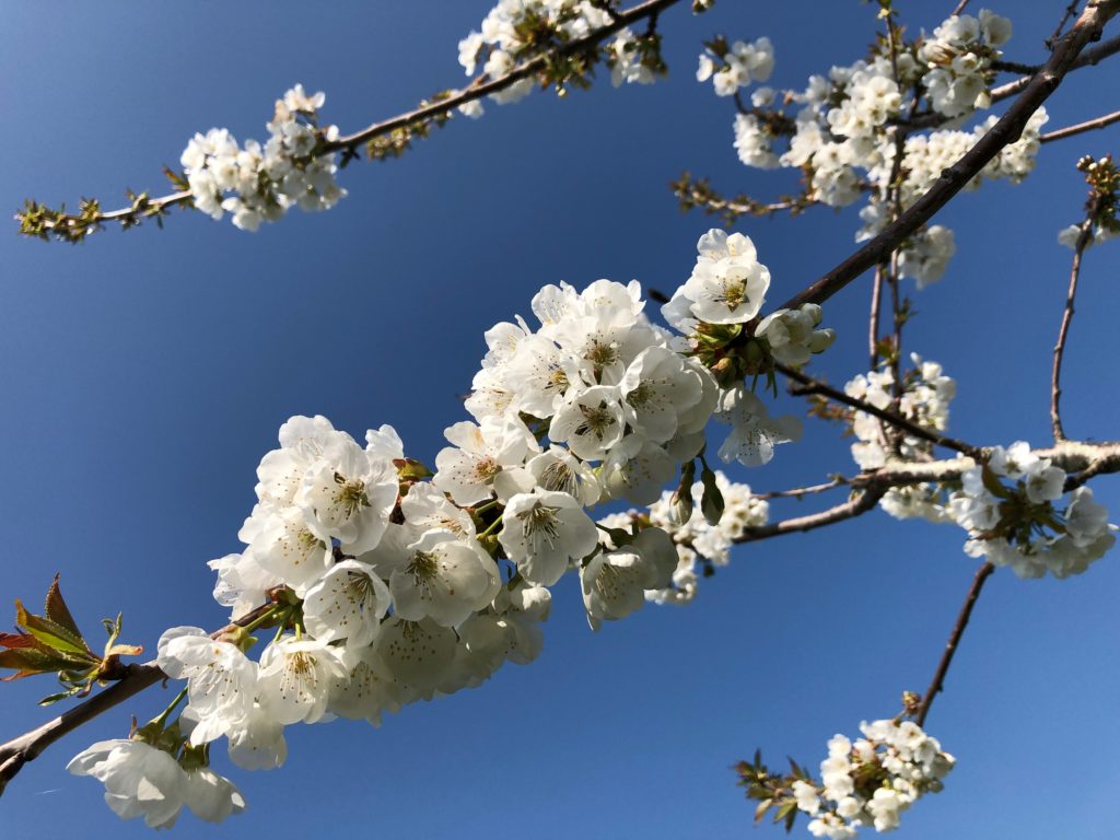 Fleurs de cerisier