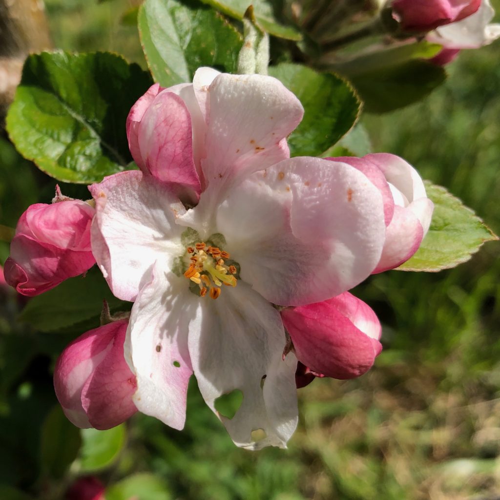 Fleur de pommier